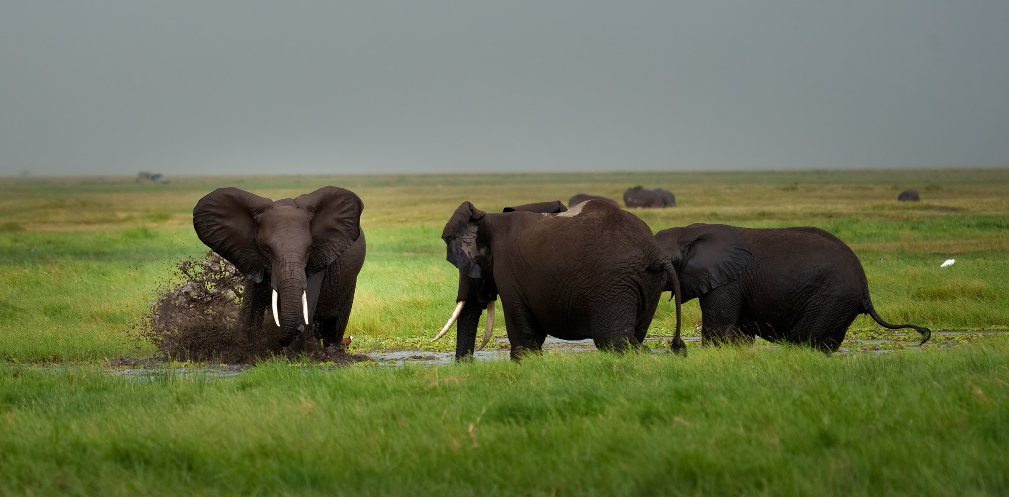 A group of elephants drinking water